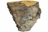 Fossil Dinosaur Bone Section - Wyoming #233826-1